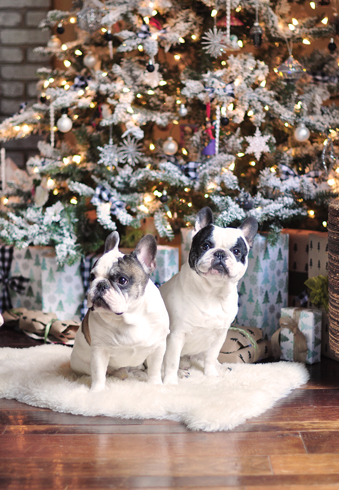 French Bulldogs in front of the Christmas Tree, holiday decorating trends and ideas