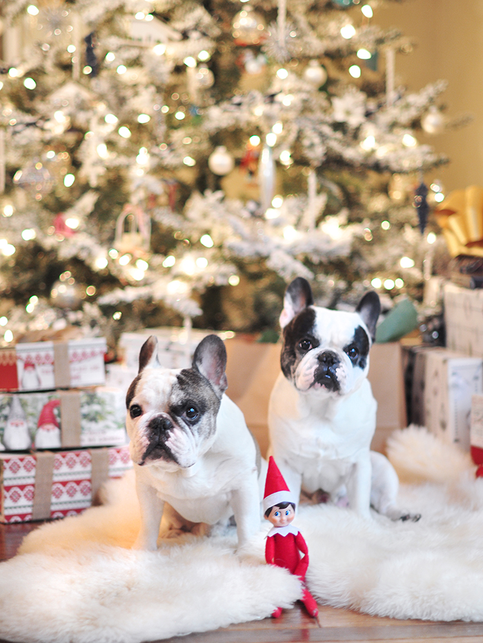 christmas frenchies 2020