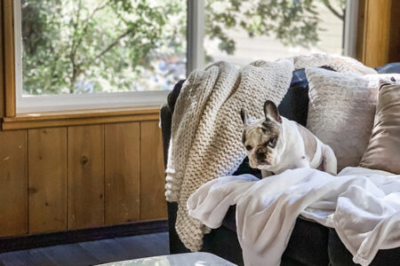 french bulldog sitting on couch with trees in window reflection on marble table