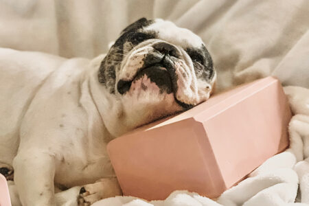 french bulldog resting his head on a yoga block