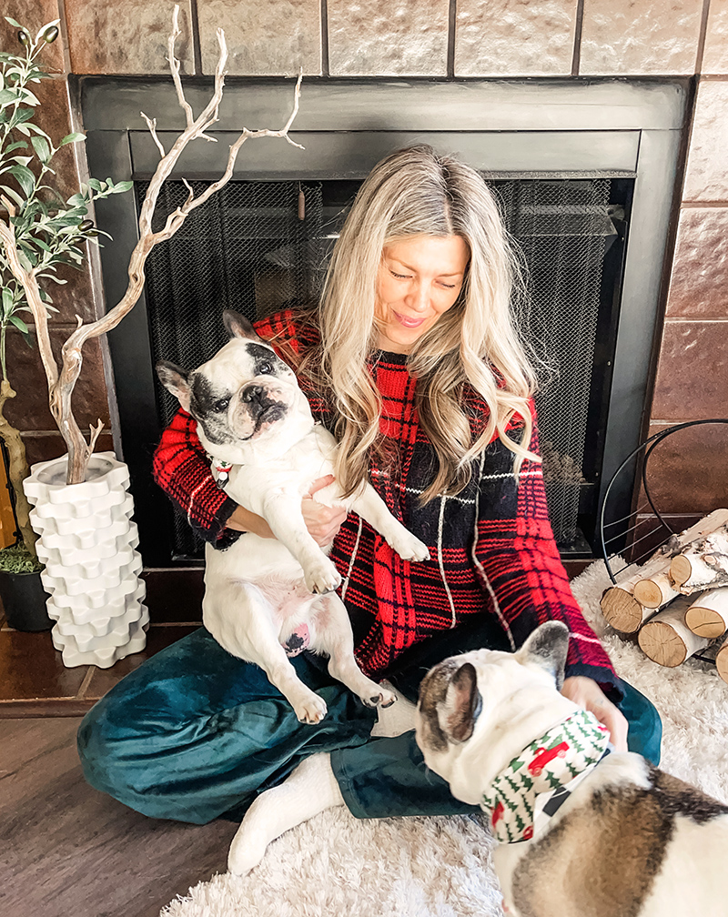 Merry Christmas family photos with pets, dogs, french bulldogs