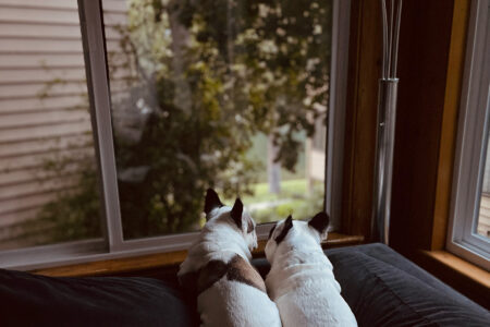 white pied french bulldog brothers lay on the edge of the couch looking out the window to the lake