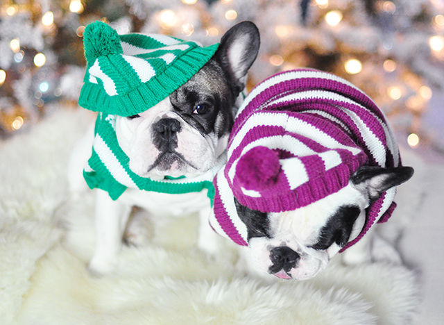 Christmas dogs in christmas striped sweaters_3