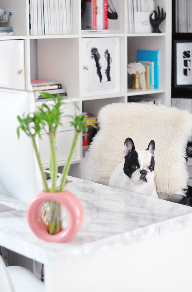 DIY Faux Marble Desk_marble desktop _french bulldog