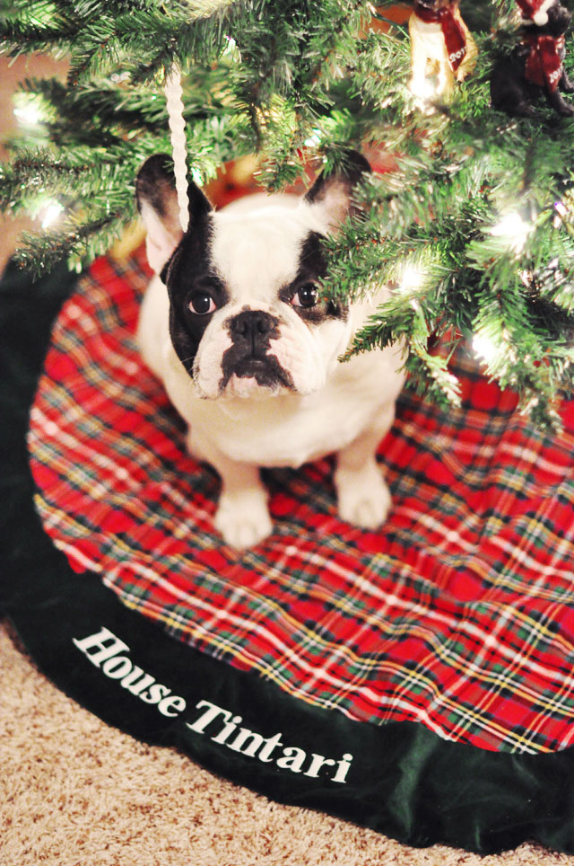 French Bulldog under the  Christmas tree