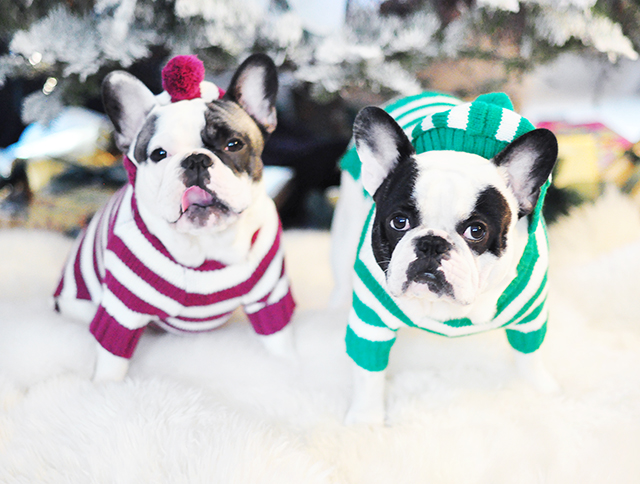 IG dogs in holiday sweaters