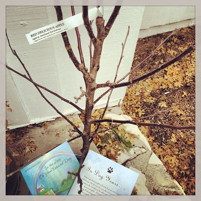 apple tree