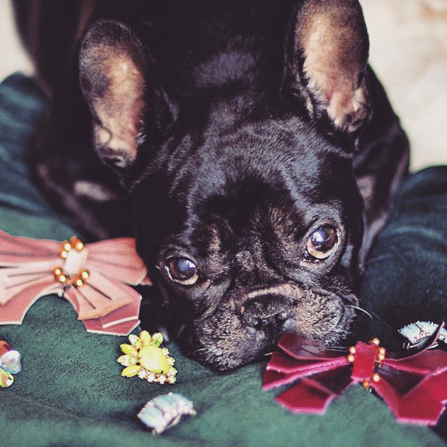black frenchie leroy