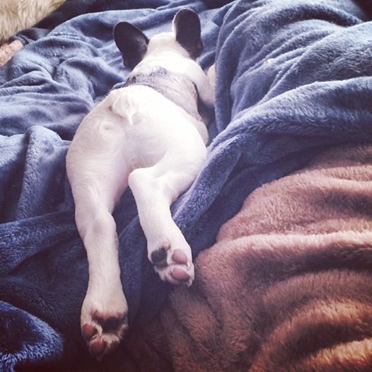bunny feet puppy butt