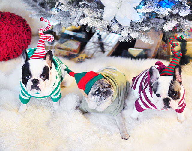 christmas dogs -frenchies and a pug