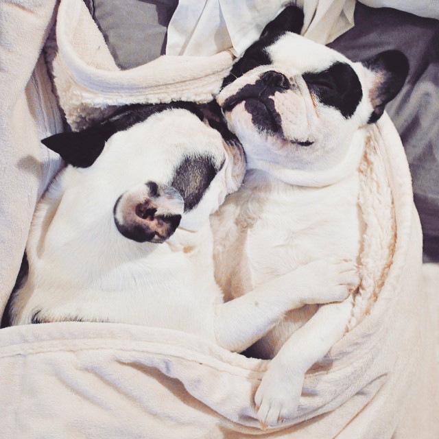 cuddling french bulldogs