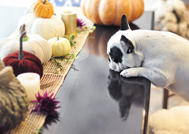 dog at the table -Thanksgiving Edition