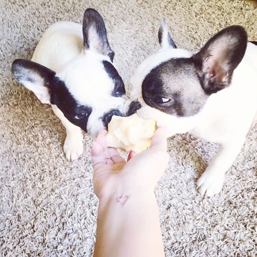 dogs eating apple