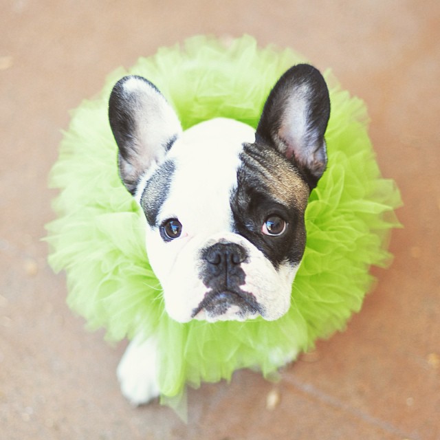 french bulldog clown