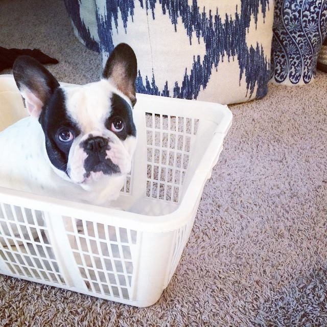 french bulldog in a laundry basket