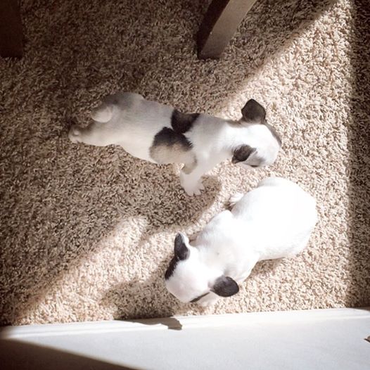 french bulldog puppies
