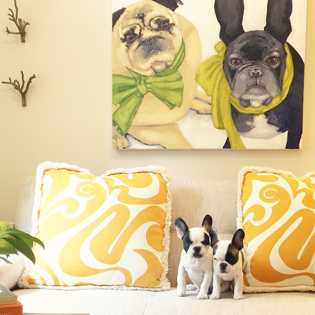 french bulldog puppies