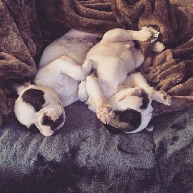 french bulldog puppies