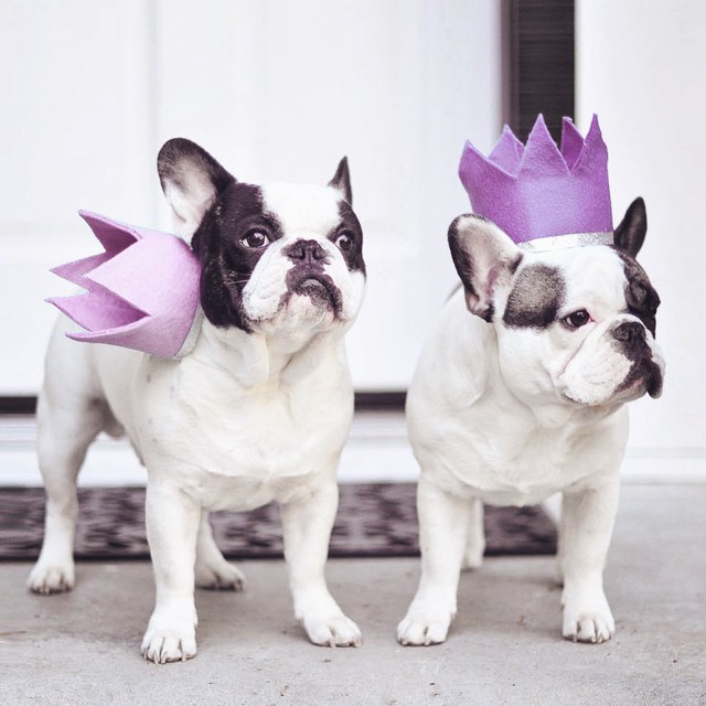 french bulldogs with crowns