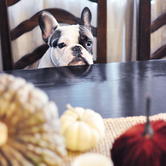 frenchie at the table