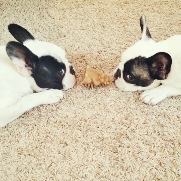 frenchie face off