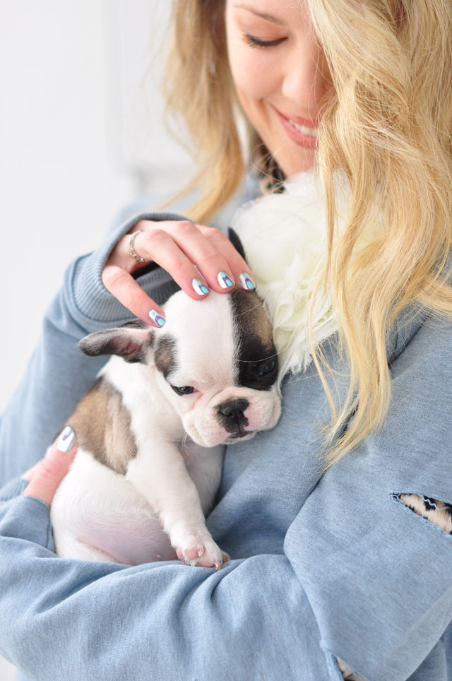 frenchie pup