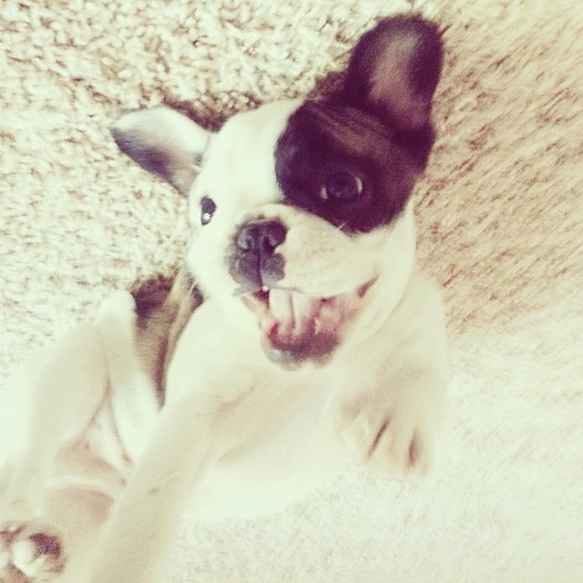 happy puppy randy