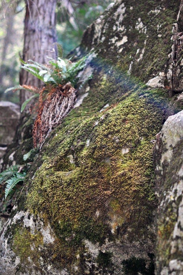 heart rock trail crestline-mossy rocks