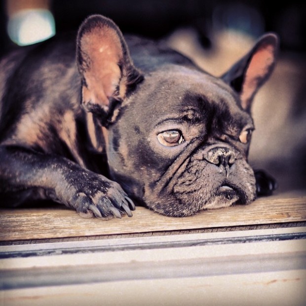 leroy frenchbulldog