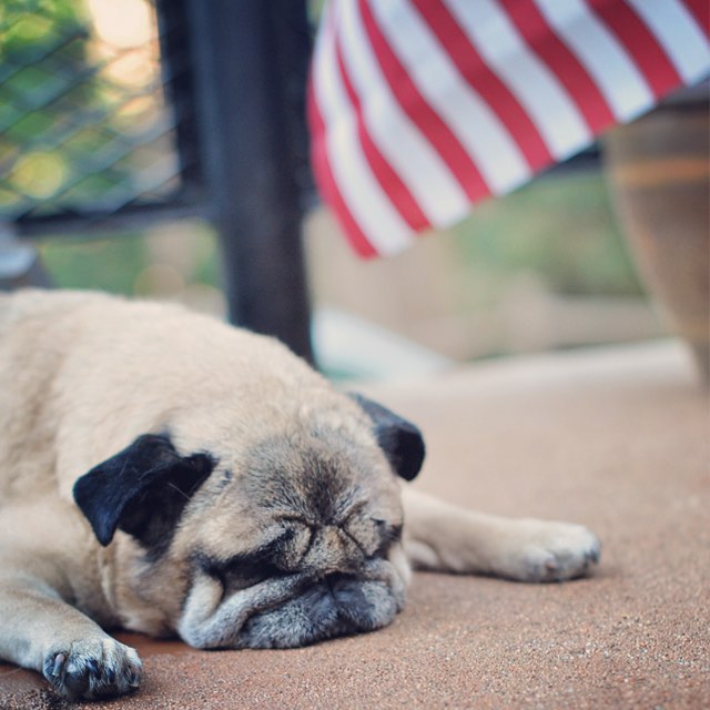 patriotic pug