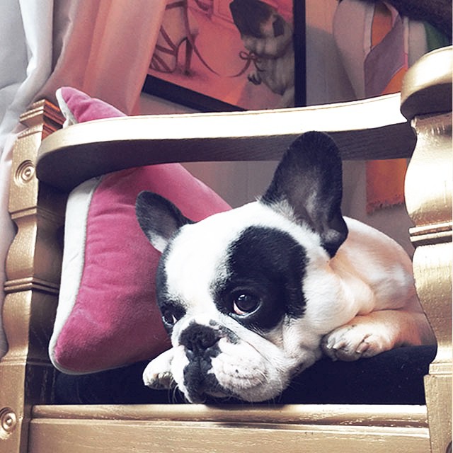 pied french bulldog