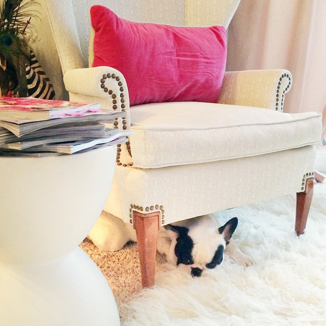 puppy under vintage chair