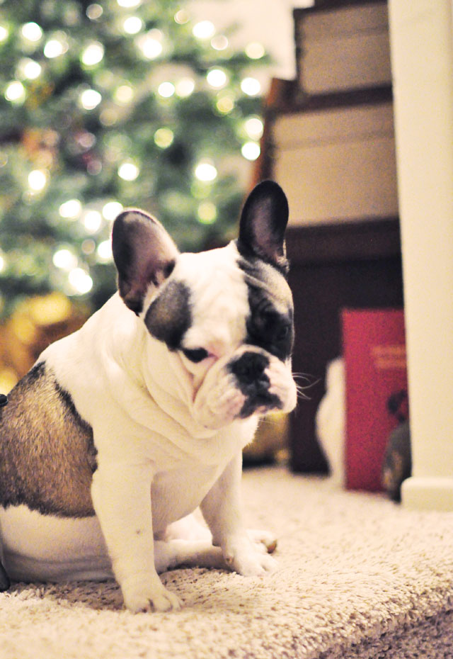 randy by the christmas tree