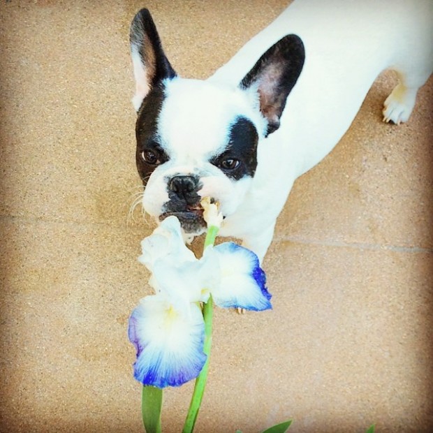 trevor eating the flower