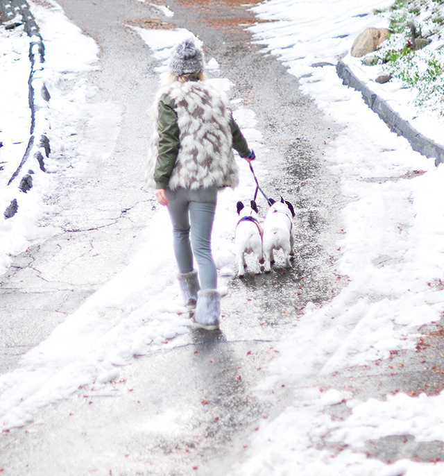 walking-frenchies-in-the-snow