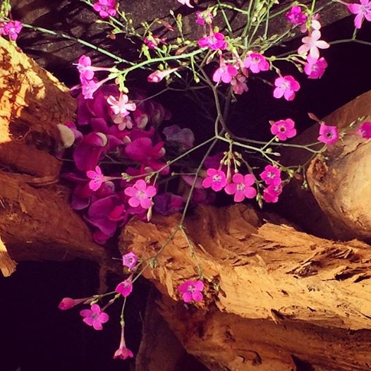 wild flowers